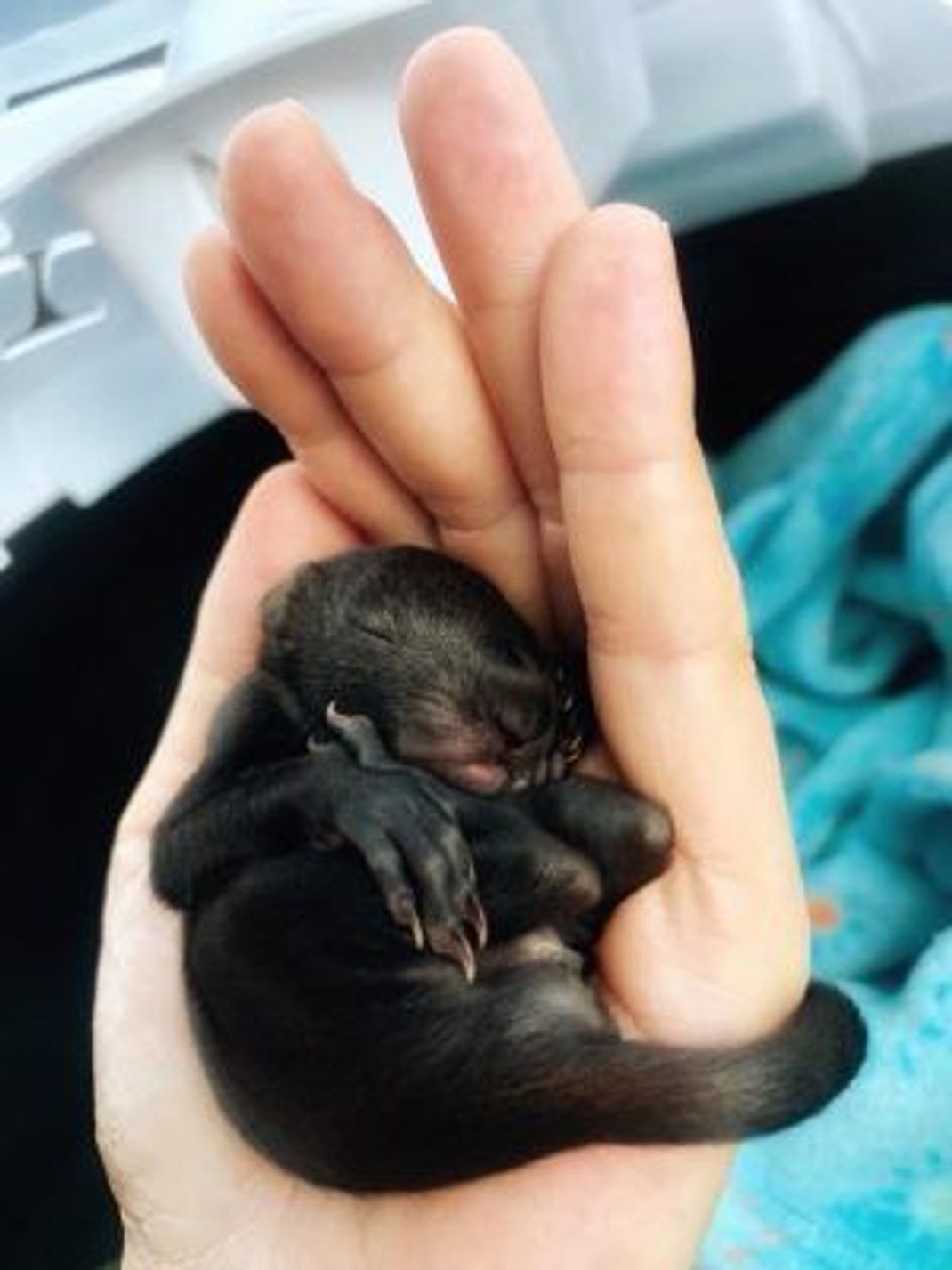Winzling: Das Eichhörnchen-Junge ist kleiner als eine Hand.