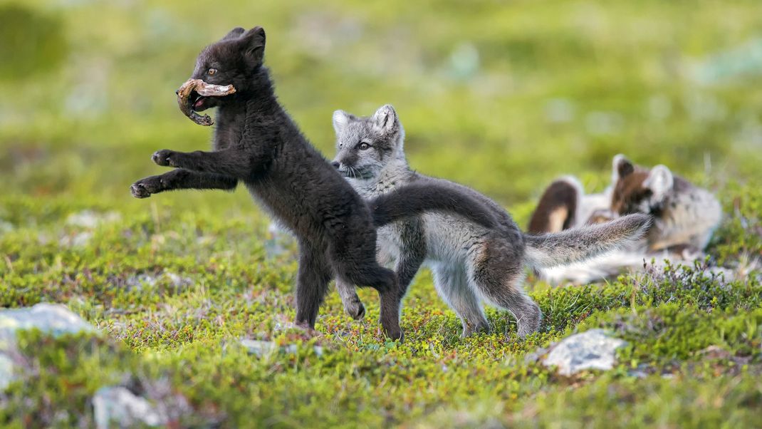 Polarfuchs-Welpen spielen miteinander und kämpfen um ein Holzstück.