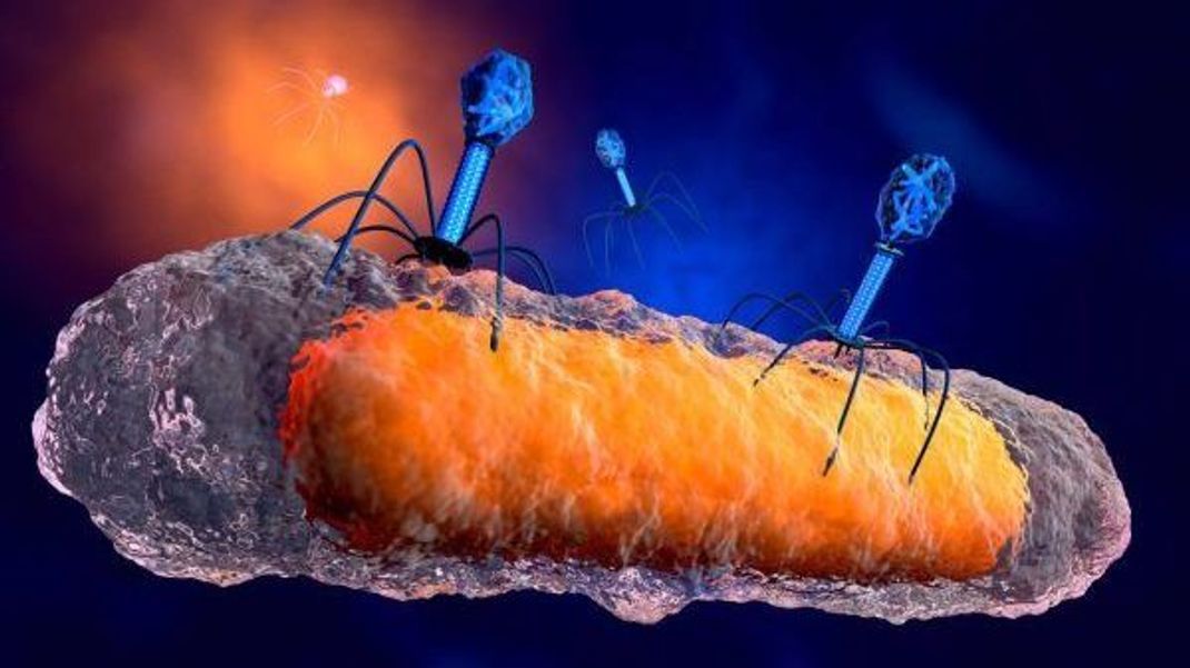 Das 3D-Modell zeigt Phagen, die ein Bakterium angreifen. Die Viren docken auf Rezeptoren der Bakterien-Zelle an, deren Strukturen wie Schlüssel und Schloss genau zueinander passen müssen. In der Zelle setzen die Viren dann ein Vermehrungs-Programm in Gang und bringen die Bakterien-Zelle so zum Platzen.