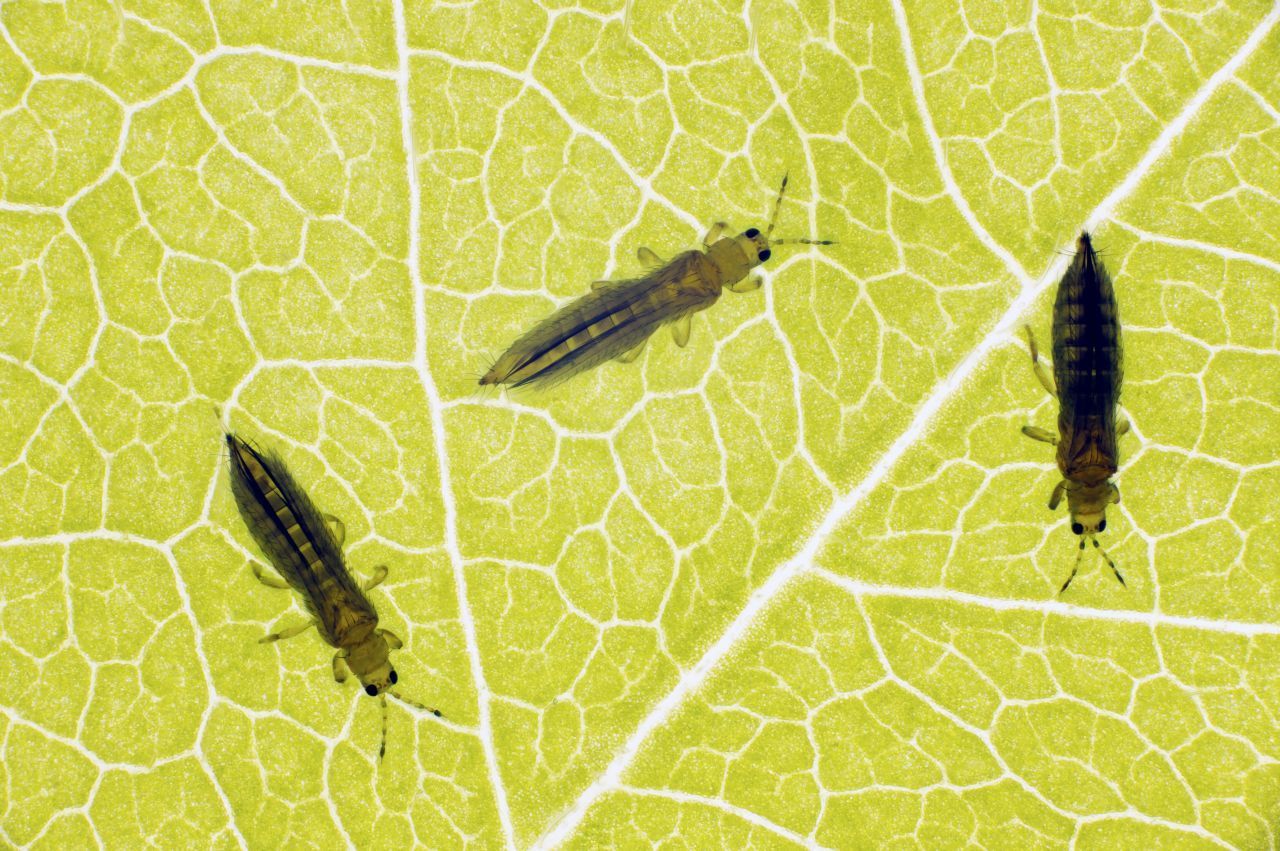 Fransenflügler auf einem Blatt. Die Tiere erkennst du unter anderem am langen und dünnen Körper.