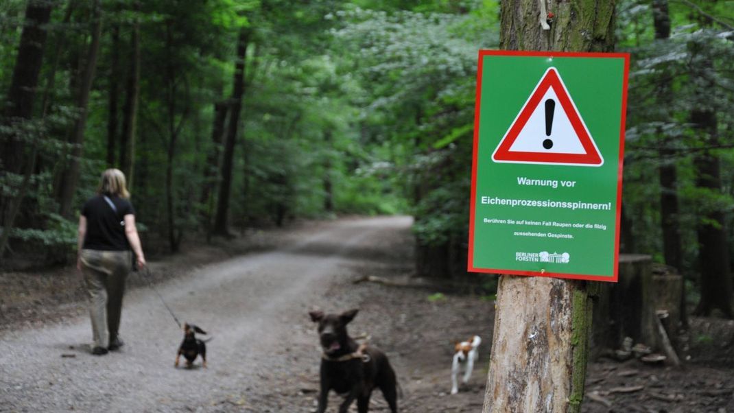 Auch Hunde, Katzen oder Pferde können unten den Brennhärchen der Eichenprozessionsspinner-Raupe leiden.