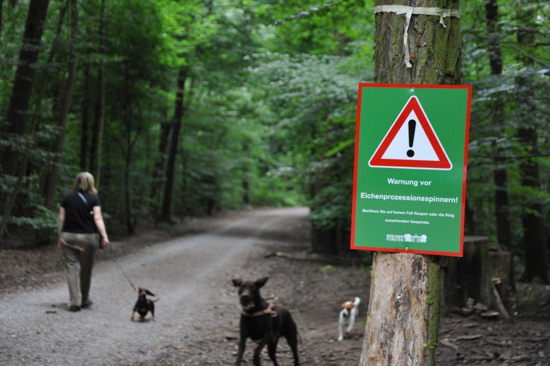 Auch Hunde, Katzen oder Pferde können unten den Brennhärchen der Eichenprozessionsspinner-Raupe leiden.