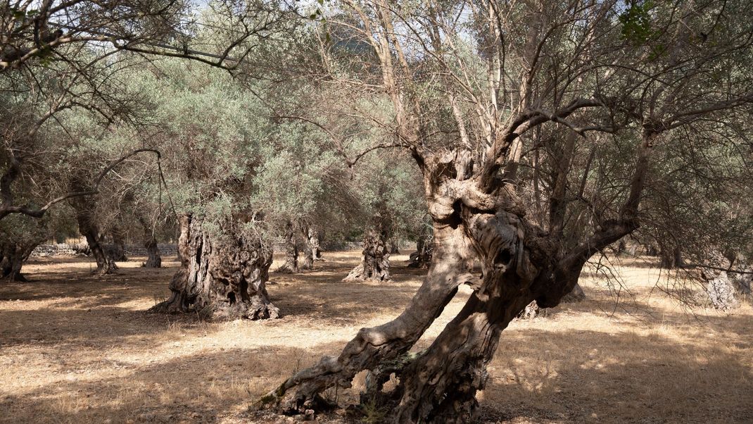 Ausgetrocknete Bäume auf Mallorca: Zeichen für die angespannte Lage auf der beliebten Urlaubsinsel.