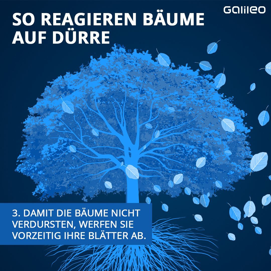 So reagieren Bäume auf Dürre: Bäume werfen frühzeitig ihre Blätter ab. 