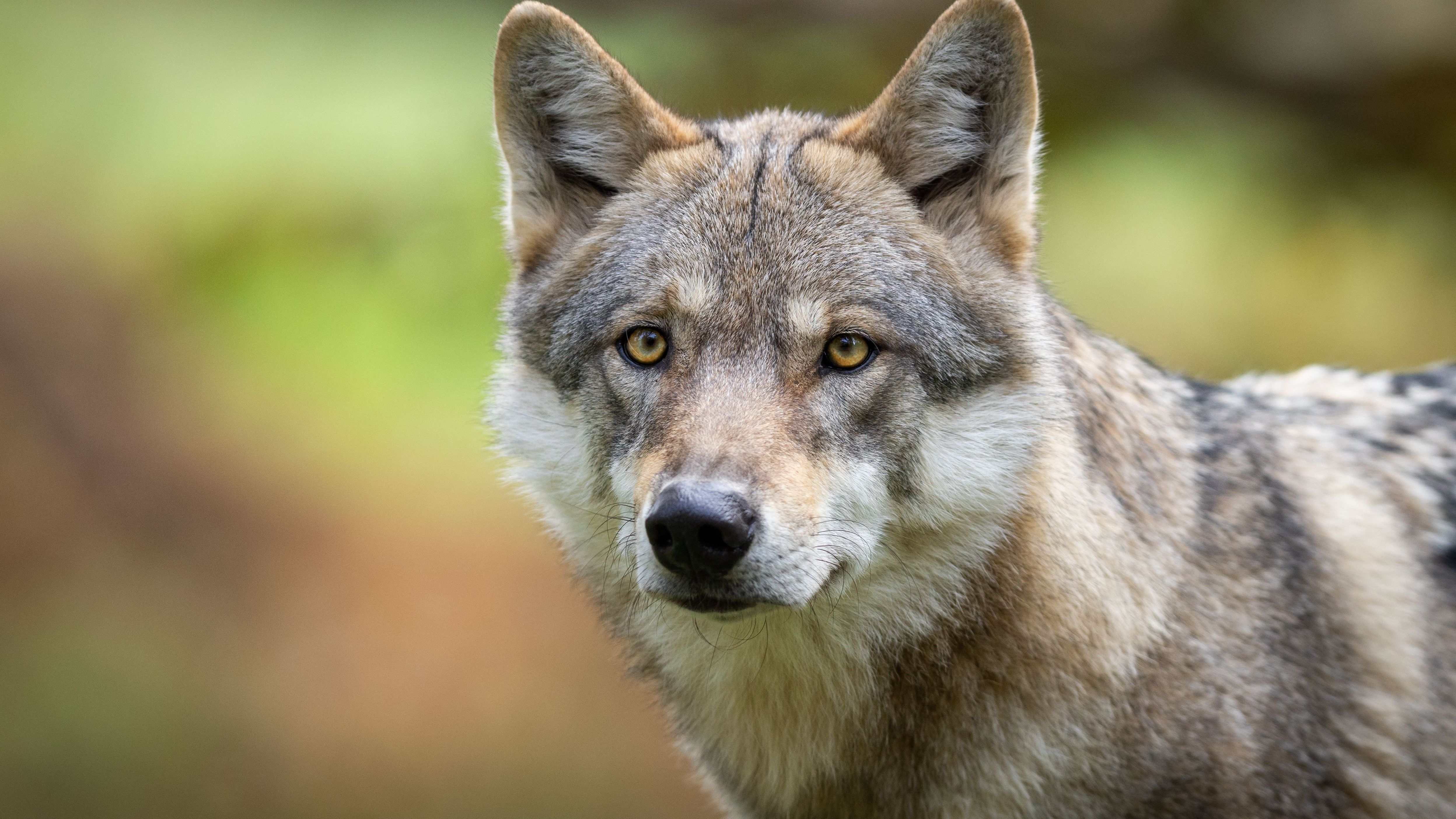 Hör mal! Wölfe haben dreieckige und aufgerichtete Ohren. Im Vergleich zum Hund sind die Ohren beim Wolf eher klein.
