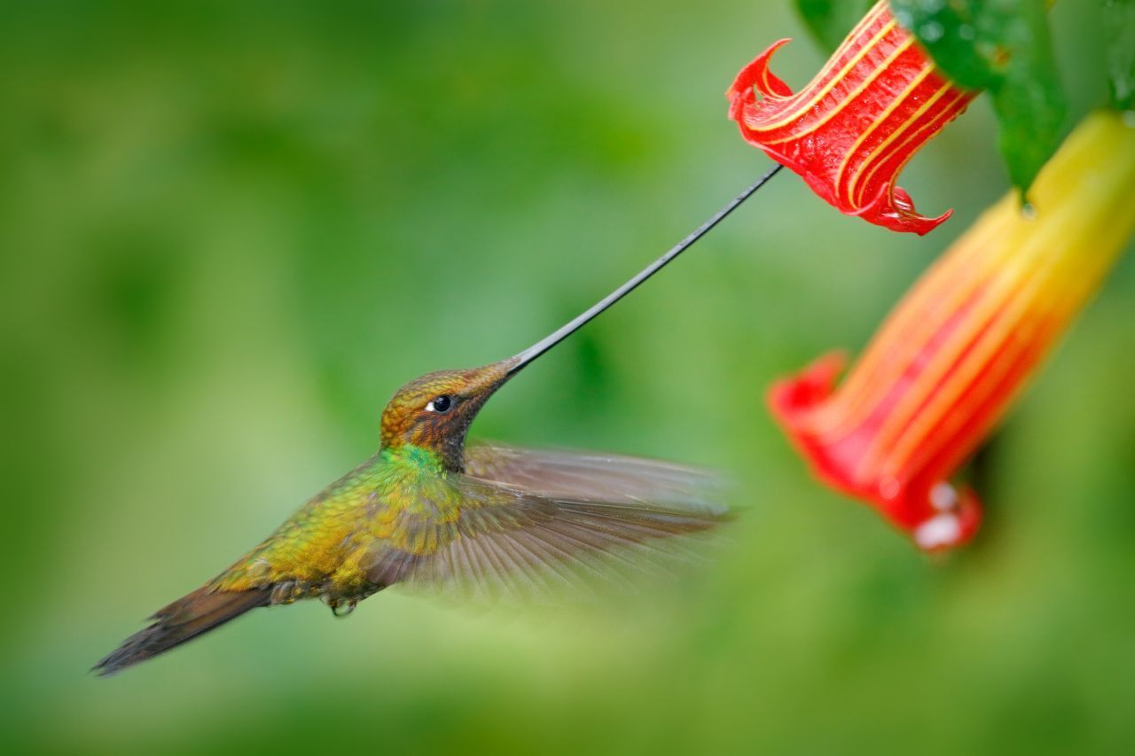 Der in Südamerika beheimatete Schwertschnabel-Kolibri hat von allen bekannten Kolibri-Arten den längsten Schnabel. Der ist mit 9 bis 11 Zentimetern länger als der Körper. Durch sein Schwert ist das Kerlchen in der Lage, an den Nektar der hängenden, röhrenförmigen Datura-Blüten zu gelangen. Insekten werden mit weit geöffnetem Schnabel in Segler-Manier gefangen.