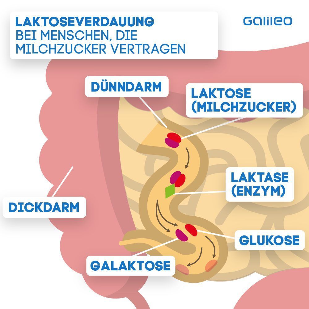 Laktoseintoleranz: Das passiert in deinem Bauch - oder eben nicht