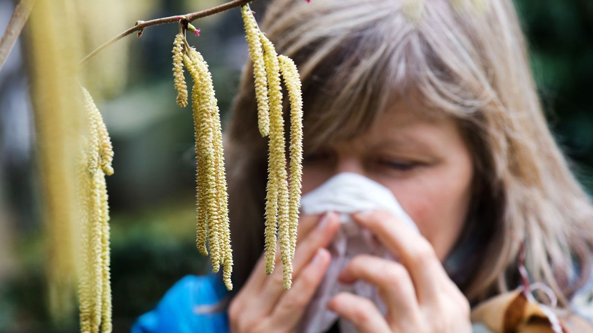 Allergie Haselnuss Pollen_dpa