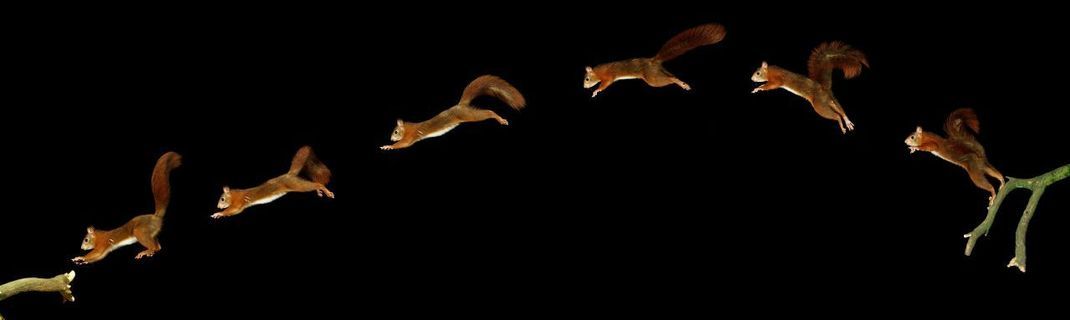 Diese Bewegungsabfolge zeigt, wie gut das Eichhörnchen seinen Sprung berechnen kann. Der Schwanz dient im Flug als Ruder. Die Hinterbeine sind muskulös und besonders groß. Sie geben genügend Schub beim Absprung. Die scharfen Krallen greifen sich fest. Sie sorgen für eine gute Landung, selbst wenn das Tier mit zu viel Schwung anrauscht.