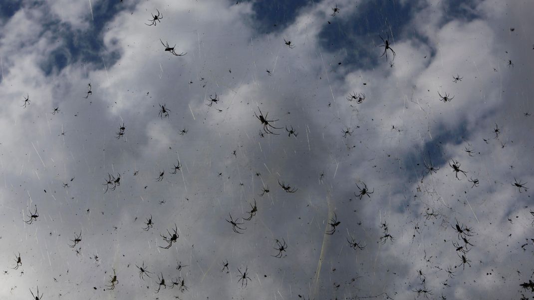 Spinnenregen tritt in Australien oder Brasilien auf, oder wie auf dem Foto hier in Madagascar.