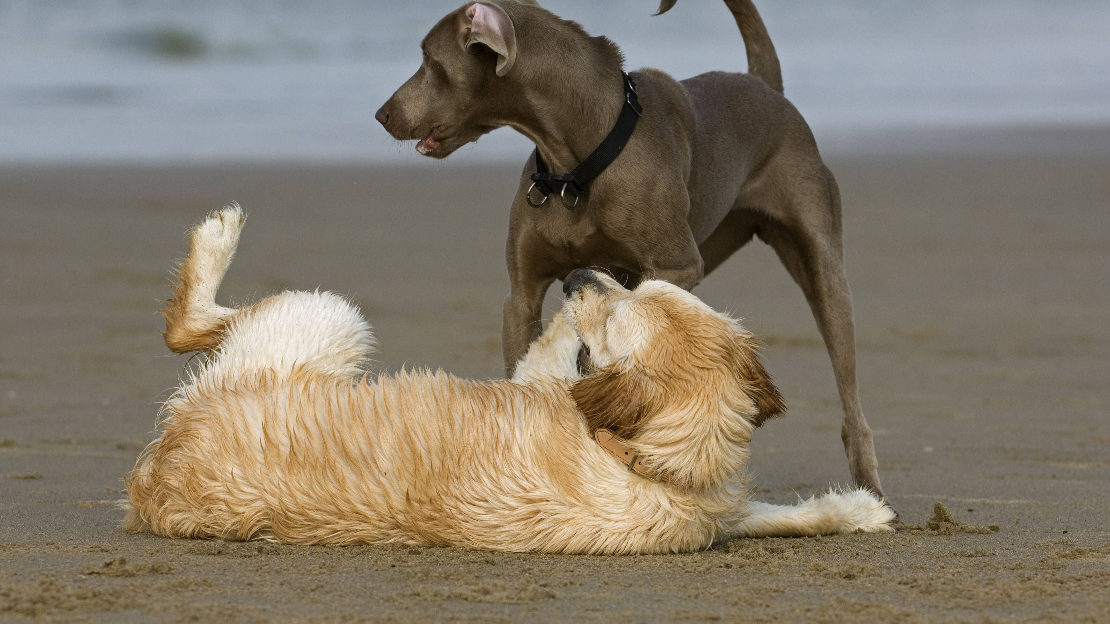 Spielen, ja!, Kämpfen - nur wenn es muss! Forschende aus Wien fanden heraus, dass Hunde Konflikte mit höherrangigen Artgenossen eher vermeiden als Wölfe. Hunde halten sich auch eher an Regeln.
