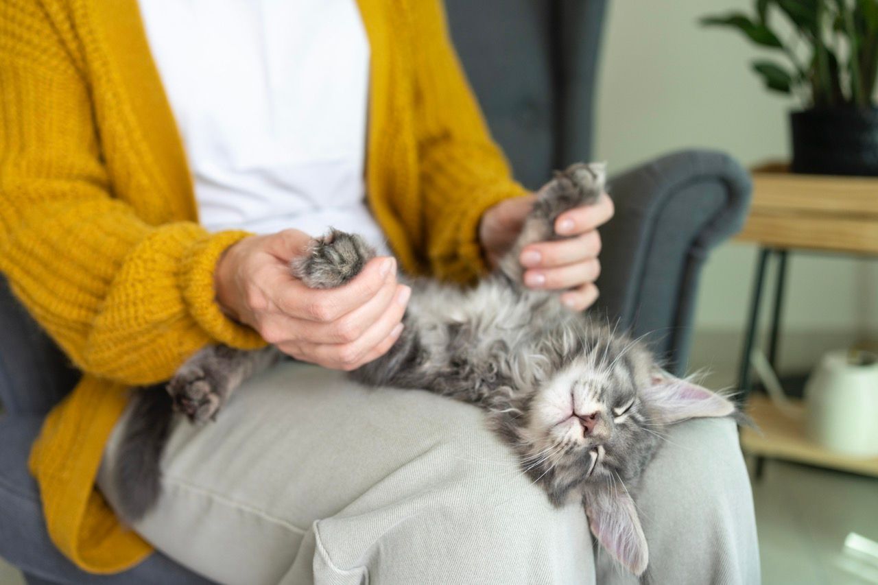 Körpersprache Von Katzen Richtig Deuten: Daran Erkennst Du, Was Sie Wollen