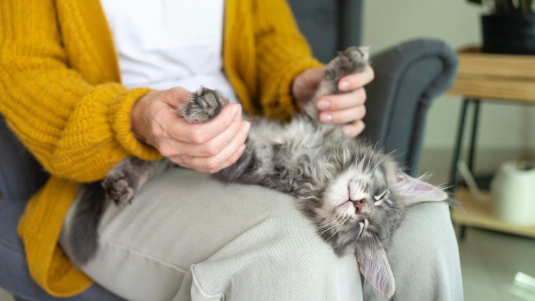 Was sagt uns die Körpersprache von Katzen? Diese Gesten und Verhaltensweisen verraten dir, was dein Liebling gerade von dir möchte!