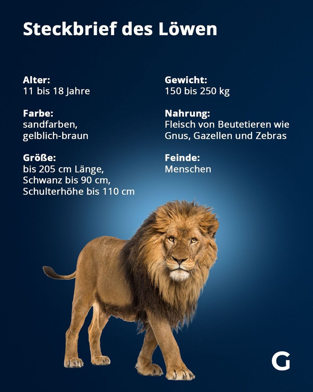 Fakten zum Löwen