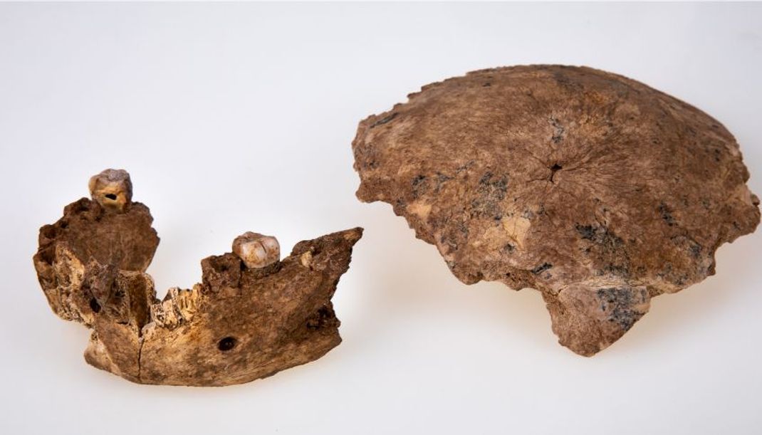 Fund in 8 Metern Tiefe: Im israelischen Nesher-Ramla bei Tel Aviv gruben Archäologinnen und Archäologen diesen Unterkiefer mit Zähnen aus, sowie ein rechtes und Teile eines linken Scheitelbeins des Urmenschen. 
