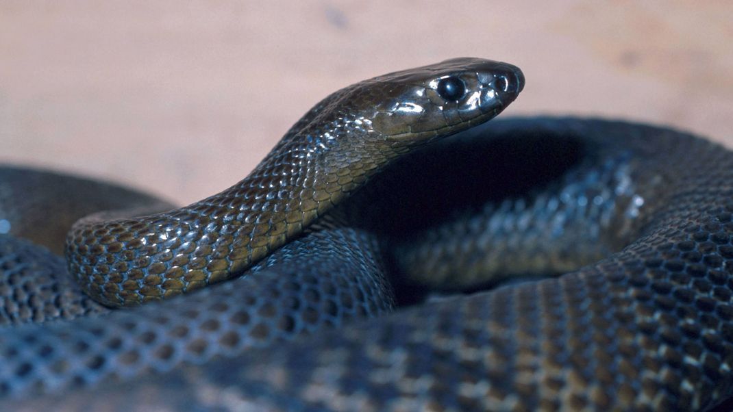 Giftigste Schlange der Welt: Auf Grund des hochkonzentrierten Giftes erhielt der australische Inlandtaipan diesen Titel. Sein Gift kann mit einem Biss, vergleicht man die notwendige Menge, die meisten Menschen töten. Das Foto zeigt die Schlange mit ihrer dunkleren Winterfärbung.