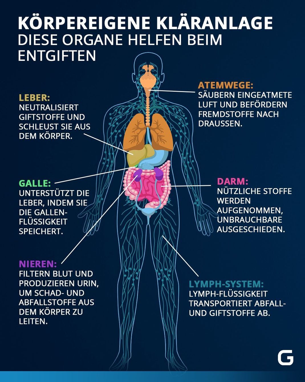 Die Grafik zeigt, welche Organe am Entgiftungsprozess beteiligt sind.
