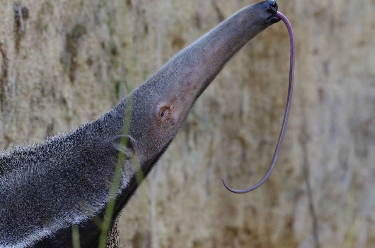 Der Ameisenbär seilt seine Zunge in die Termitengänge ab und zieht sie inklusive Beute wieder heraus. Diesen Vorgang kann er übrigens bis zu 160 Mal in der Minute wiederholen.     