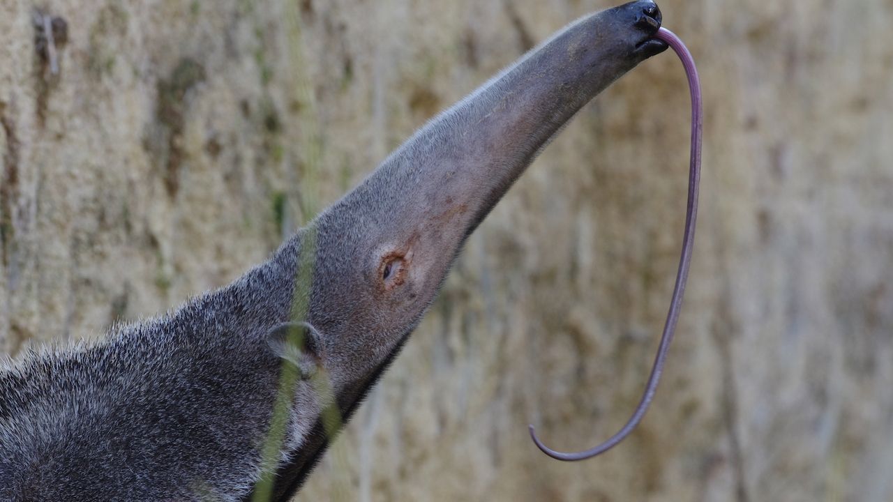 Der Ameisenbär seilt seine Zunge in die Termitengänge ab und zieht sie inklusive Beute wieder heraus. Diesen Vorgang kann er übrigens bis zu 160 Mal in der Minute wiederholen.     