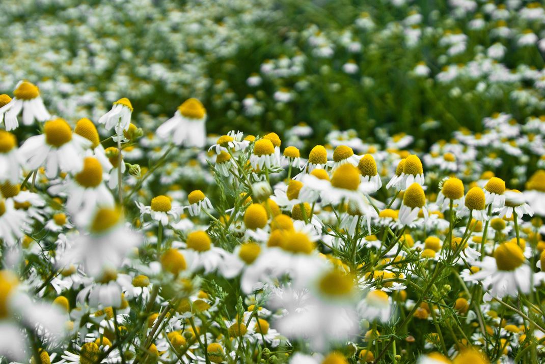 Kamillenblüten sehen nicht nur hübsch aus. Als Tee aufgebrüht sind sie wahre Beautywunder.