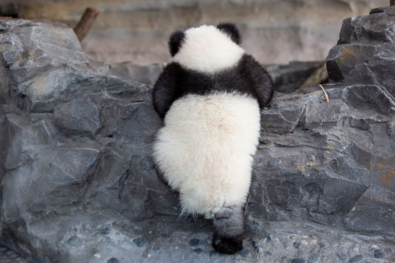Kletteraction am Felsen! Der kleine Panda Paule testet seine Kräfte.