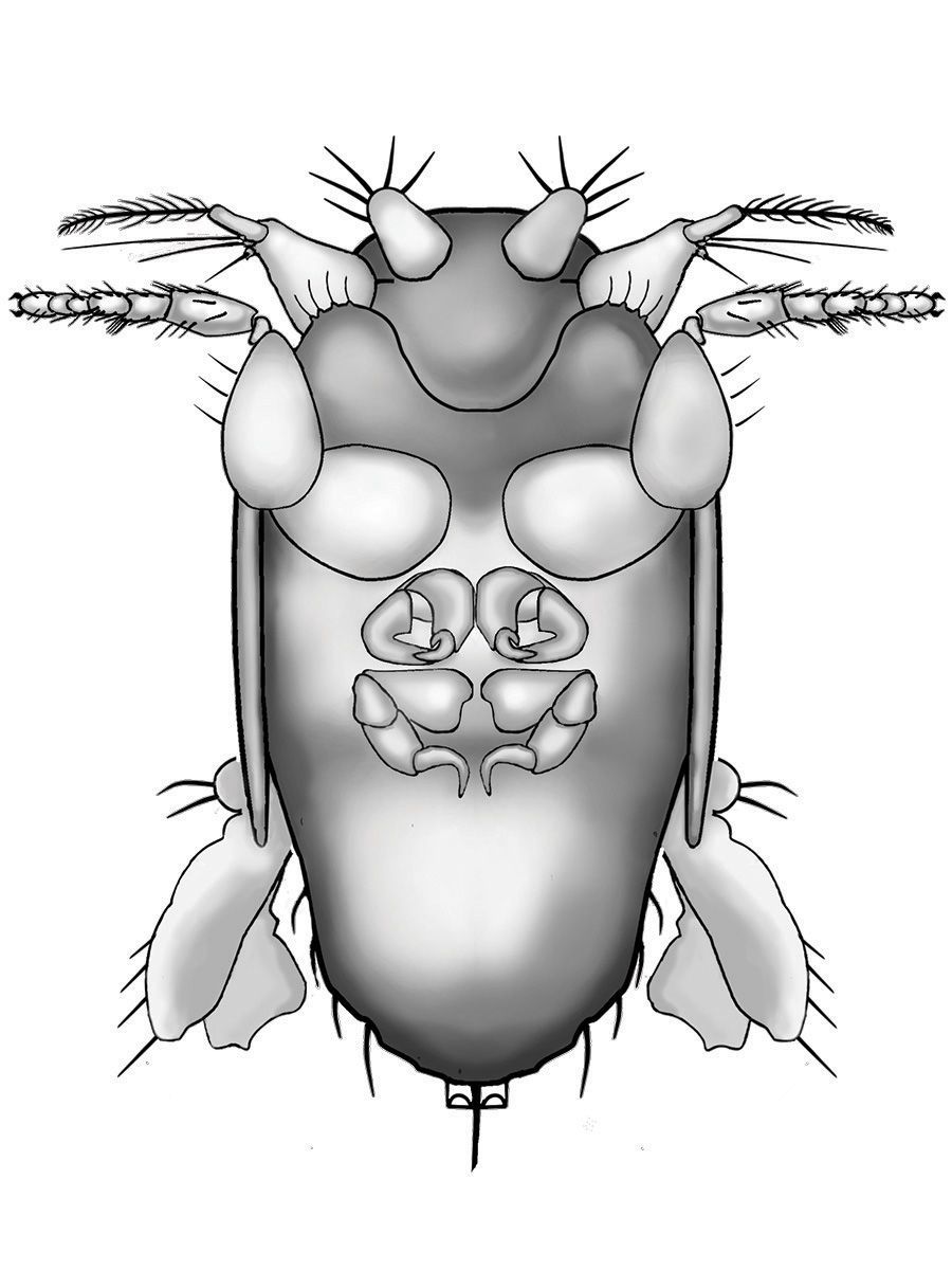 Megapropodiphora arnoldi: Die wulstigen Beine erinnerten den Entdecker dieser Mini-Fliege an Arnold Schwarzenegger. 