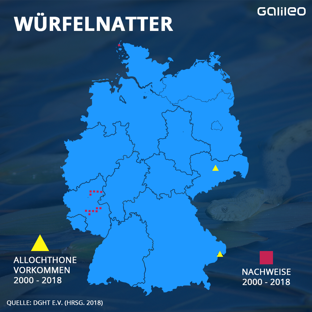 Allochthone Vorkommen = hier eigentlich nicht heimisch, durch den Menschen eingeführt. 