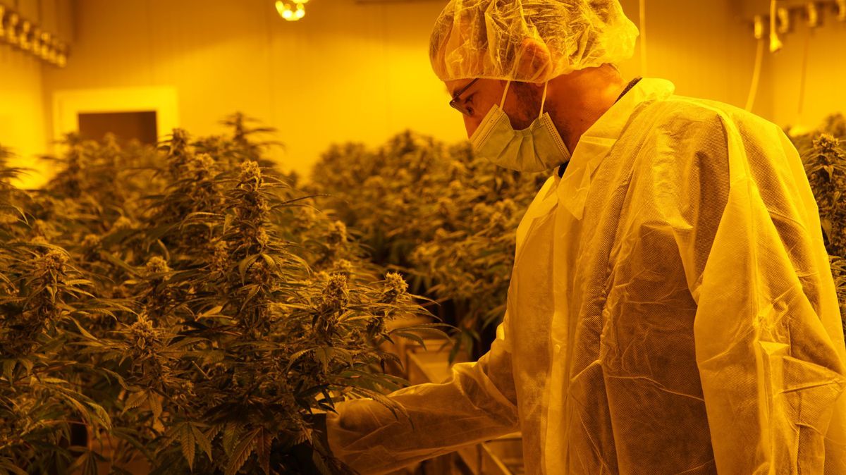 Marihuana-Pflanzen in den Räumen einer Schweizer Cannabis-Firma