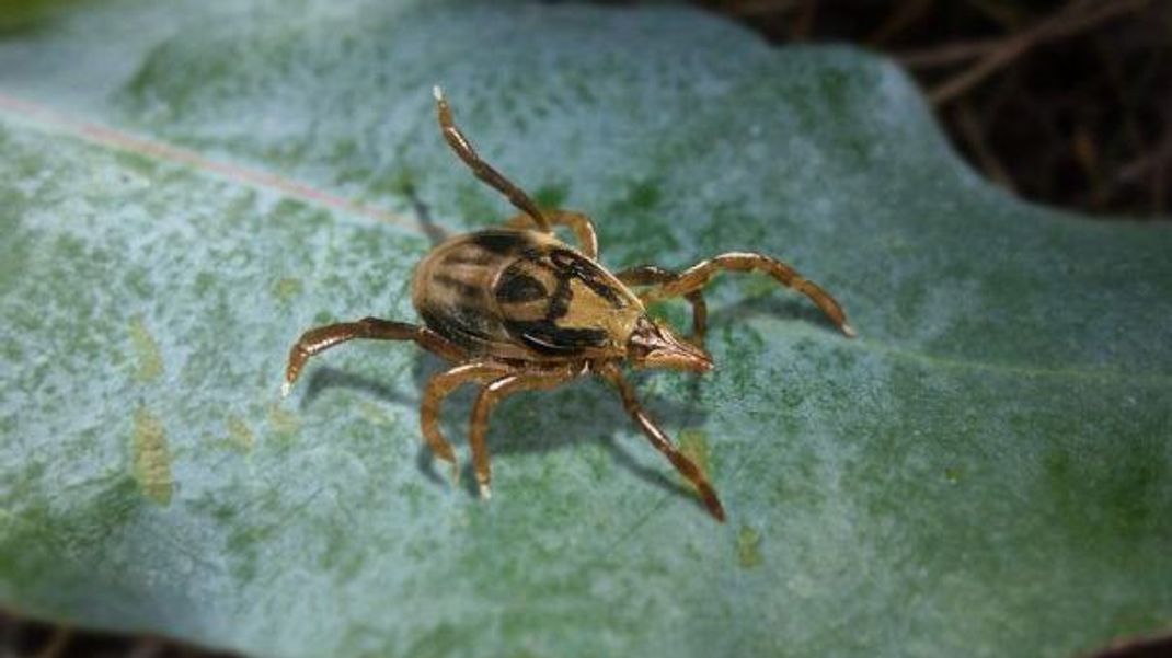 Die weiße Zecke&nbsp;Ixodes holocyclus ist in Australien beheimatet und ist sehr gefährlich.