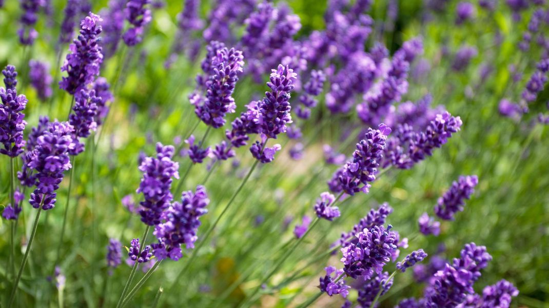 Lavendel hilft übrigens auch beim Einschlafen.