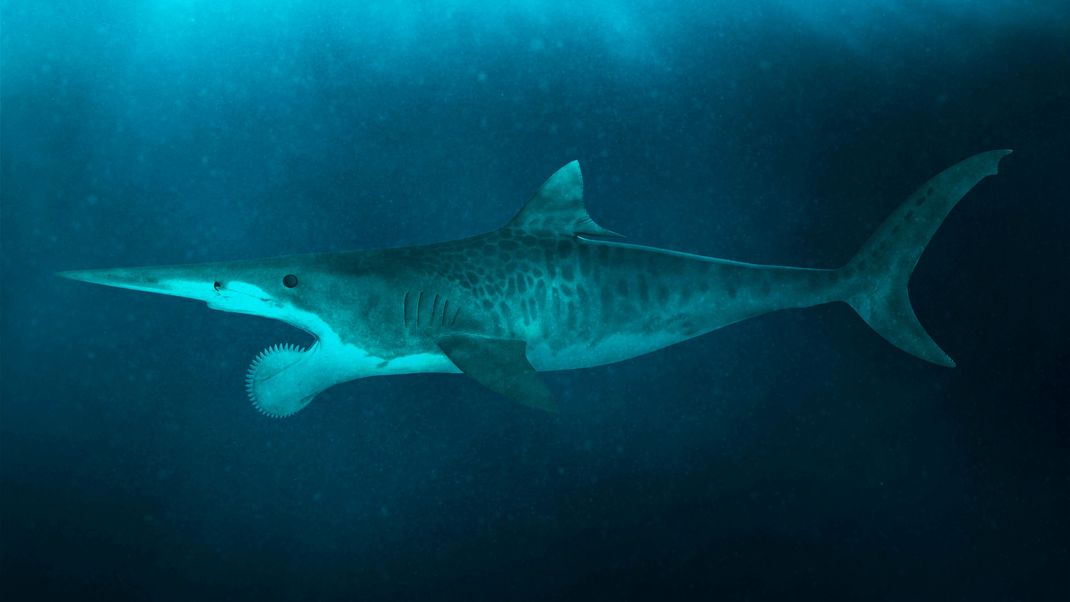 Helicoprion war ein Verwandter der Seekatzen und hat mit seinen Kreissägen-ähnlichen Zähnen vermutlich von Tintenfischen ernährt.