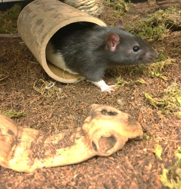 Käfig-Ratten mit Beschäftigungsmöglichkeiten lernten das Autofahren schneller als Ratten die in leeren Laborkäfigen hausen.