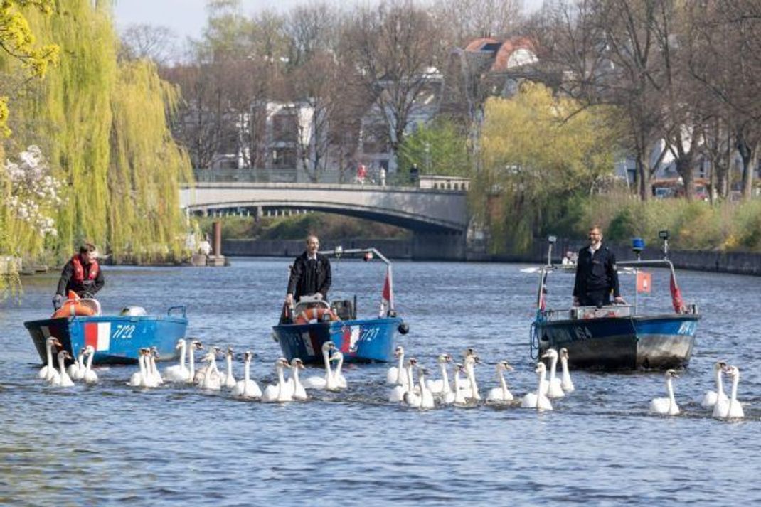 Im Frühjahr kehren die Schwäne mit Begleitschutz zur Alster zurück.