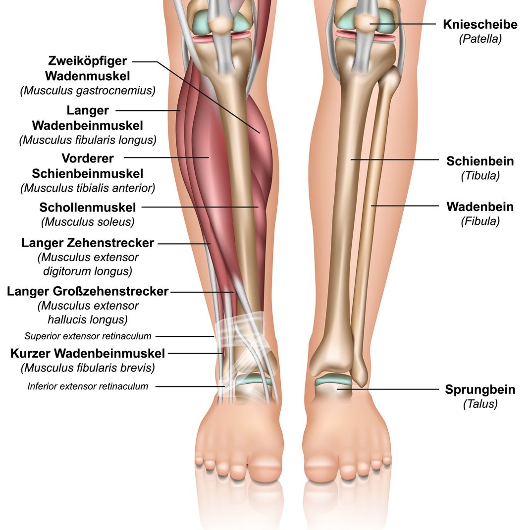 Wer den Soleus-Muskel (Schollenmuskel)&nbsp; bewusst trainiert, soll laut einer Studie auch im Sitzen die Fettverbrennung ankurbeln können.