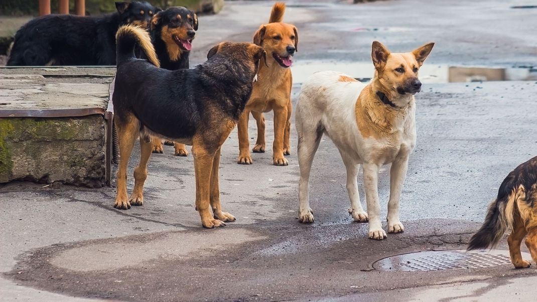 Tierschützer alarmiert: Will die Türkei Tausende Hunde einschläfern lassen? (Symbolbild)
