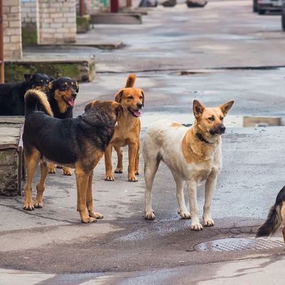 Herrenlose Hunde gehören in der Türkei zum Straßenbild. 