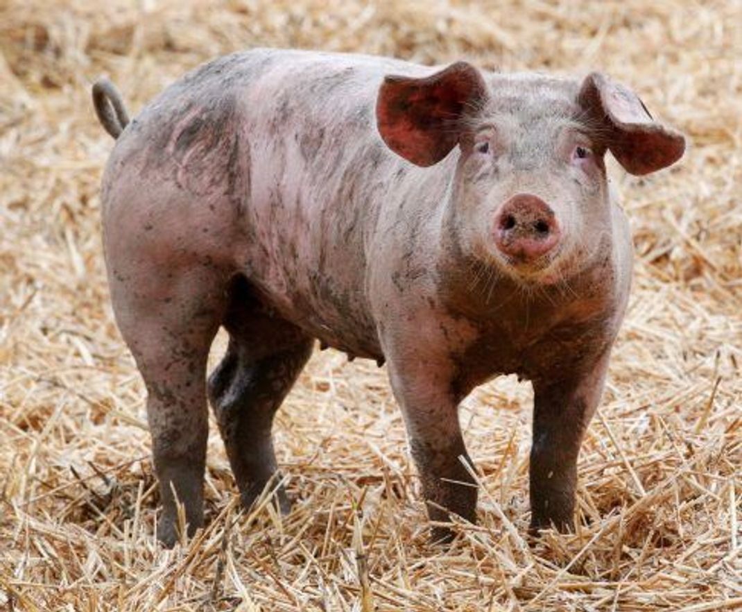 Sind Schweine die Organspender der Zukunft?