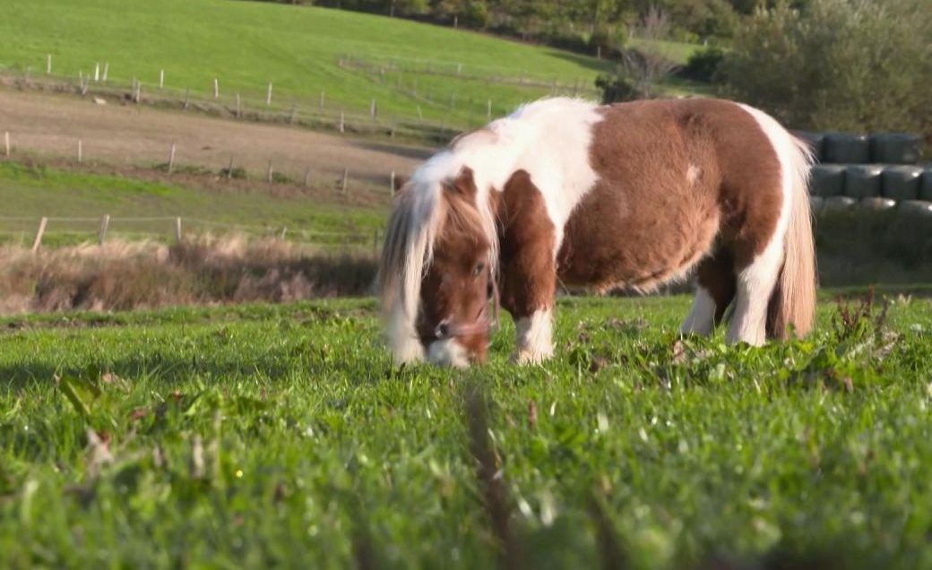 Clips Der Woche Putziges Pony Pumuckl Reitet Auf Weltrekord Zu Galileo