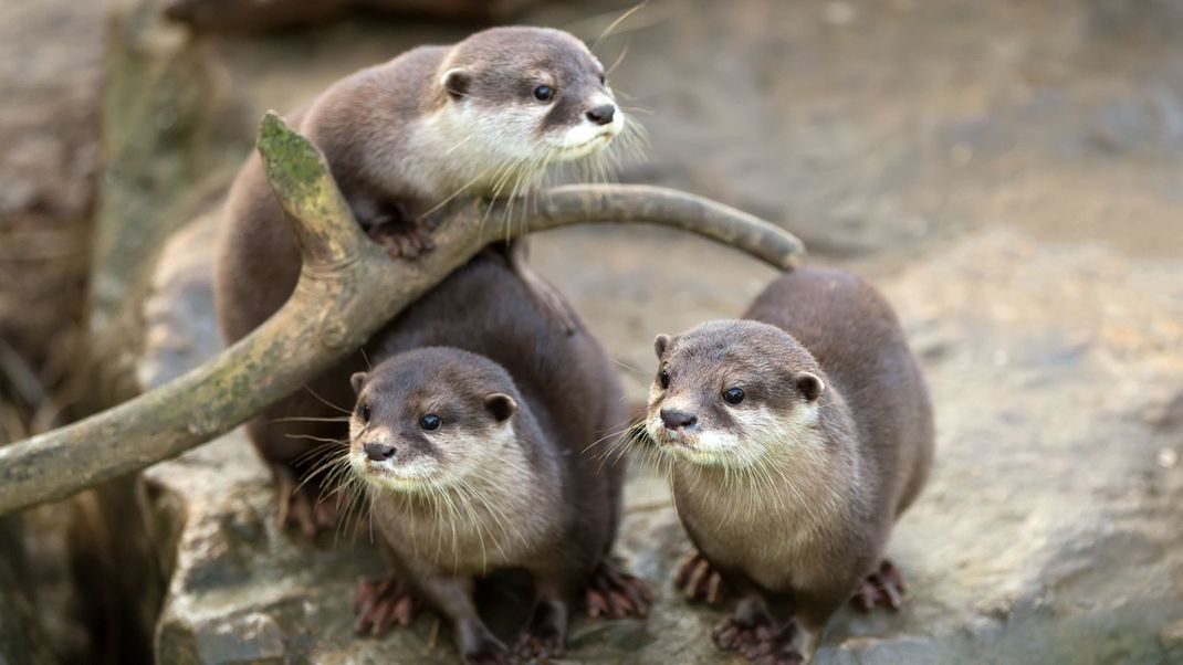 Ein Eurasischer Fischotter, die einzige Art, die in Deutschland heimisch ist. In Bayern durften Otter seit August ausnahmsweise unter Auflagen gejagt werden.