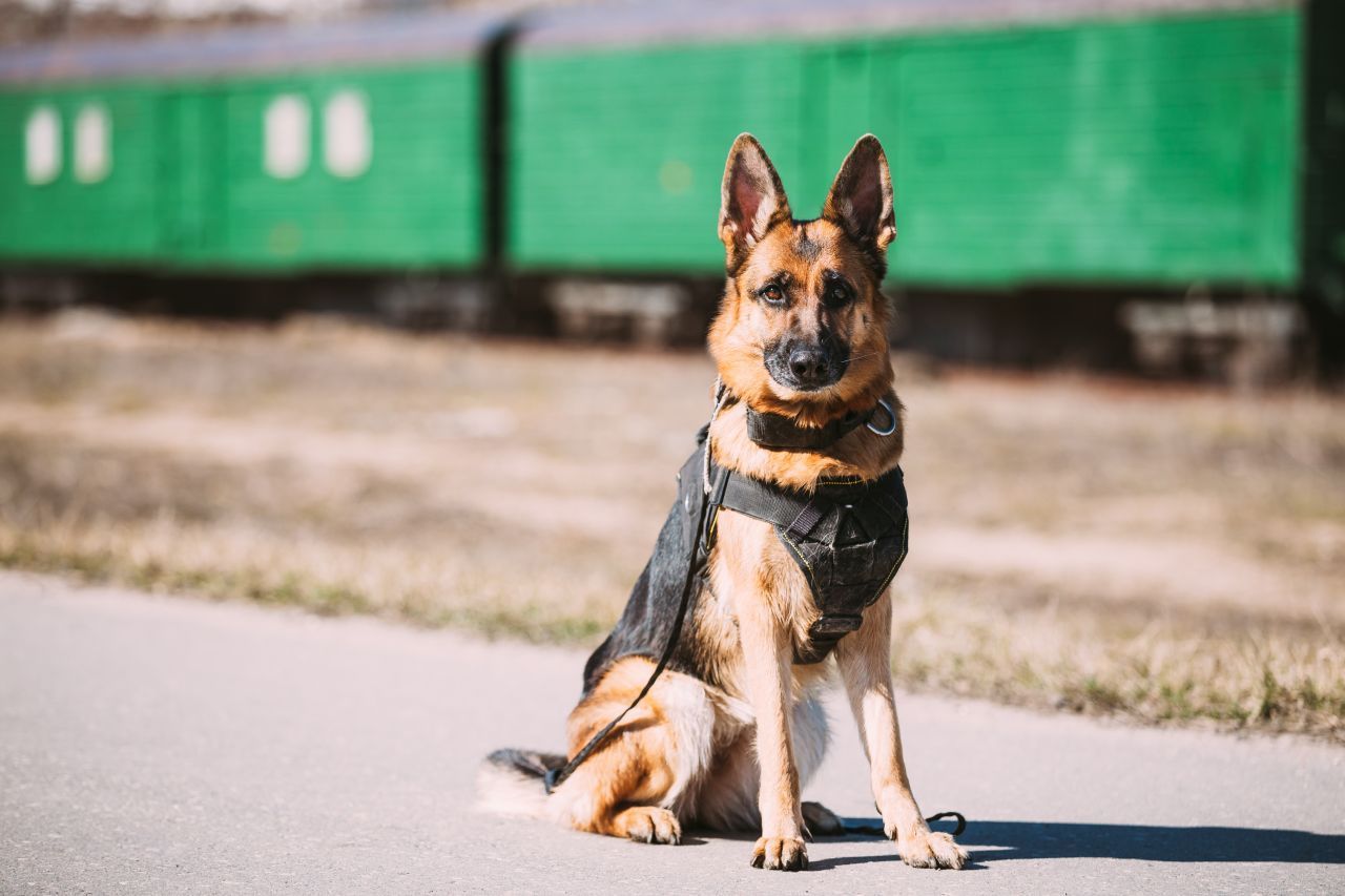 Deutsche Schäferhunde sind klassische Polizeihunde und werden mit am häufigsten eingesetzt.