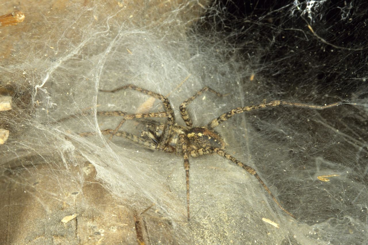 Trichterspinnen: Die gewöhnliche Hausspinne, die Große Winkelspinne im Foto, ist nur eine der über 1.000 Arten der Trichterspinnen. Sie sind oft an ihren stark behaarten Beinen zu erkennen. Sie weben eher horizontale Deckennetze, welche eine beidseitige offene Röhre, den Trichter, beinhalten. In diesem Trichter lebt die Spinne und kommt heraus, um die Beute aus dem restlichen Netz einzusammeln. 