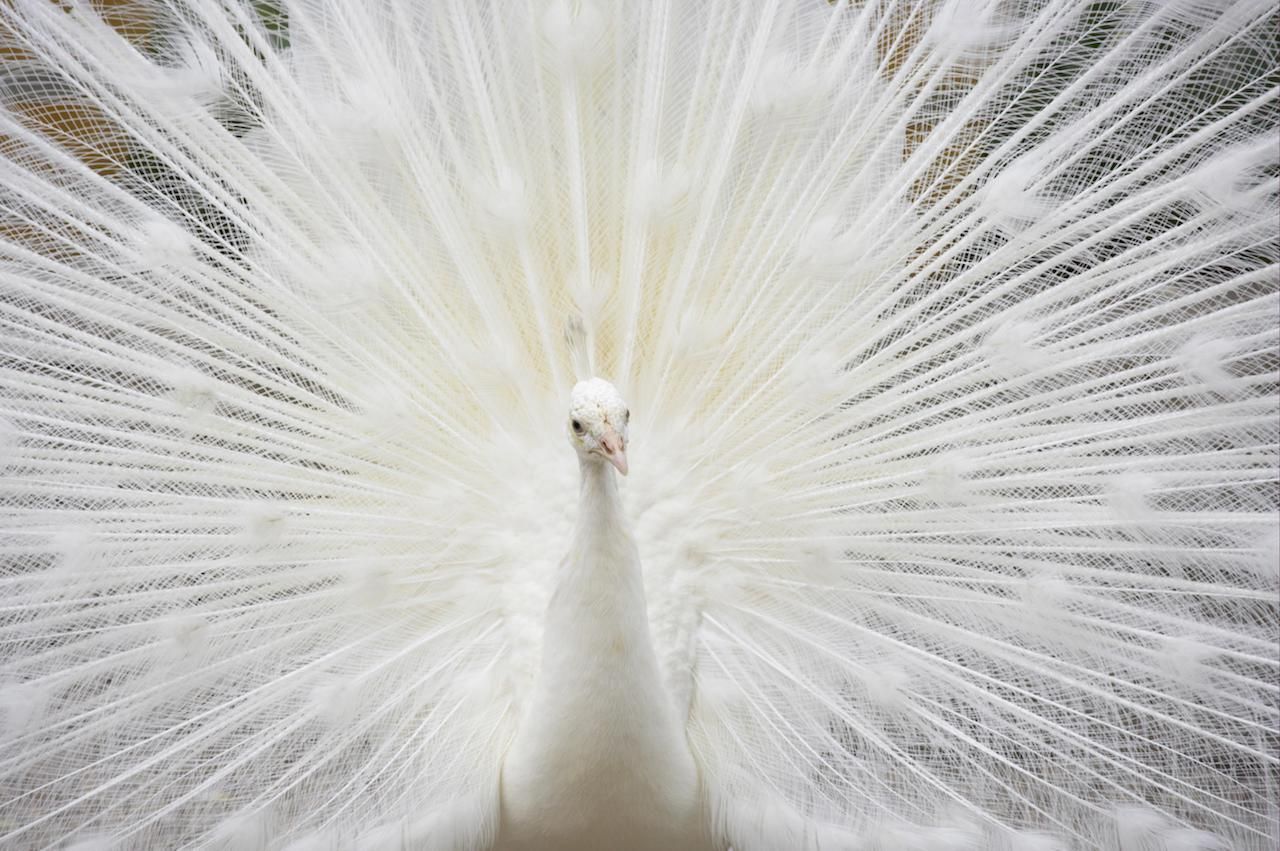 Albino-Pfau: Das ausgewachsene Männchen hat Federn zu einem Rad aufgestellt.