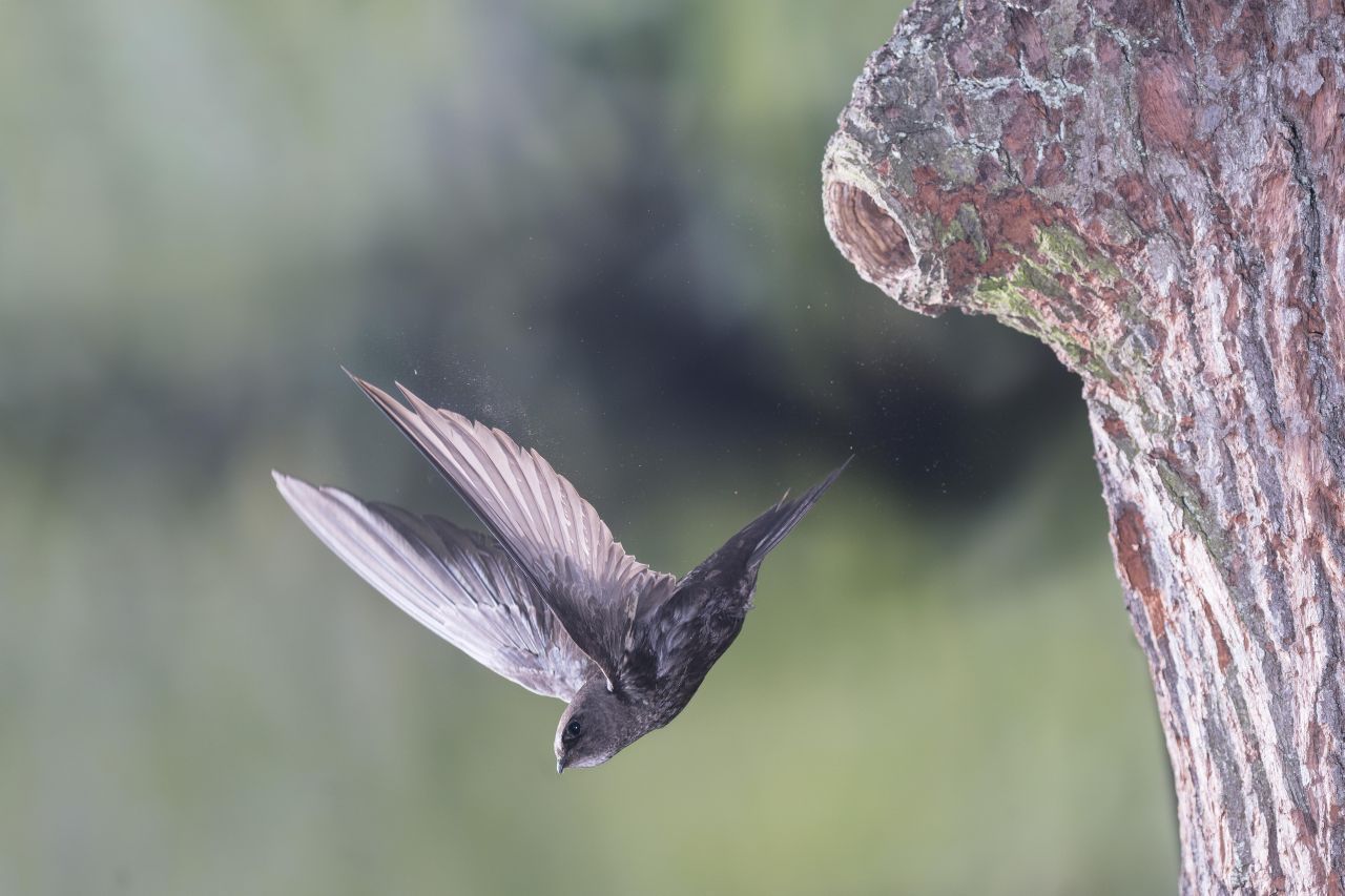 Mauersegler sind schnelle Zugvögel, die im Herbst Afrika südlich der Sahara aufsuchen und im Frühling nach Europa zurückkehren.