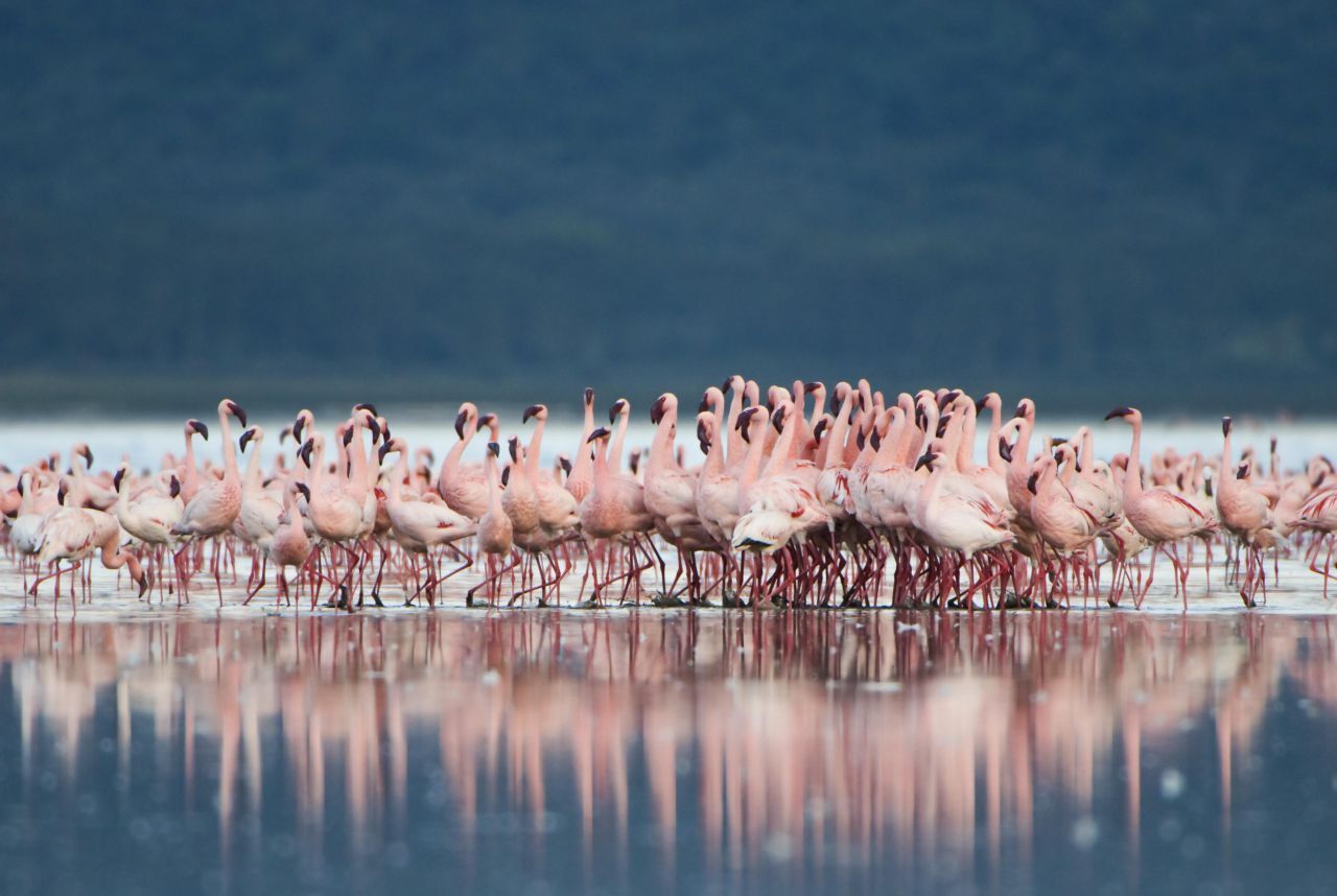 Gruppen-Show: Flamingos schwingen bei der Balz gemeinsam ihre langen Tanzbeine. Sie recken die Hälse, salutieren mit den Flügeln und marschieren.