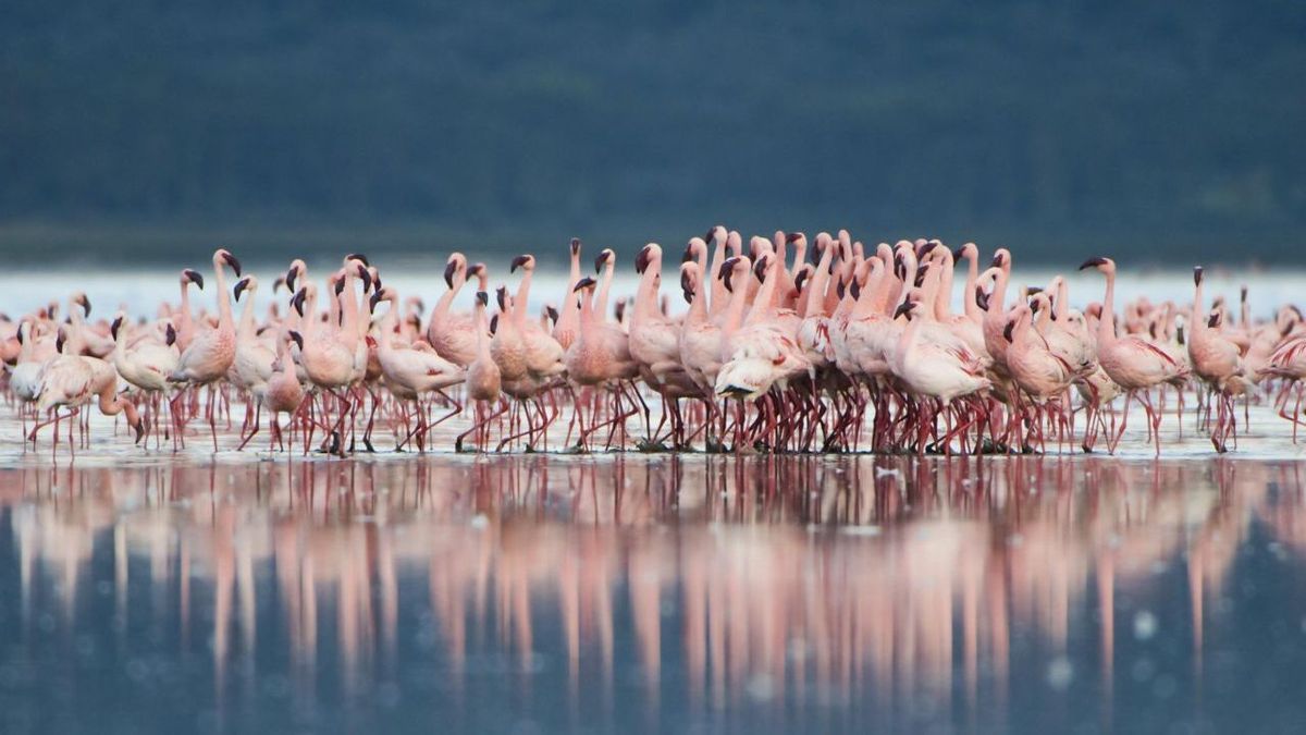 Flamingos 107769177