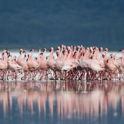 Flamingos 107769177