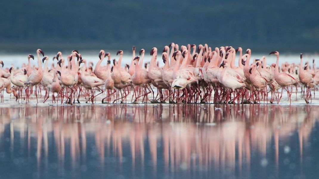 Flamingos bedrohen in der italienischen Emilia Romagna die Reisernte.