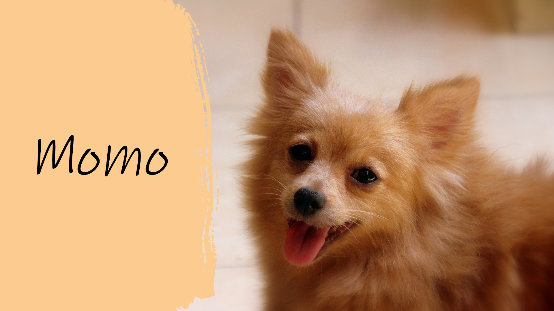 Der Hundename Momo bedeutet "kleiner Pfirsich" und ist für jeden Geschlecht geeignet.