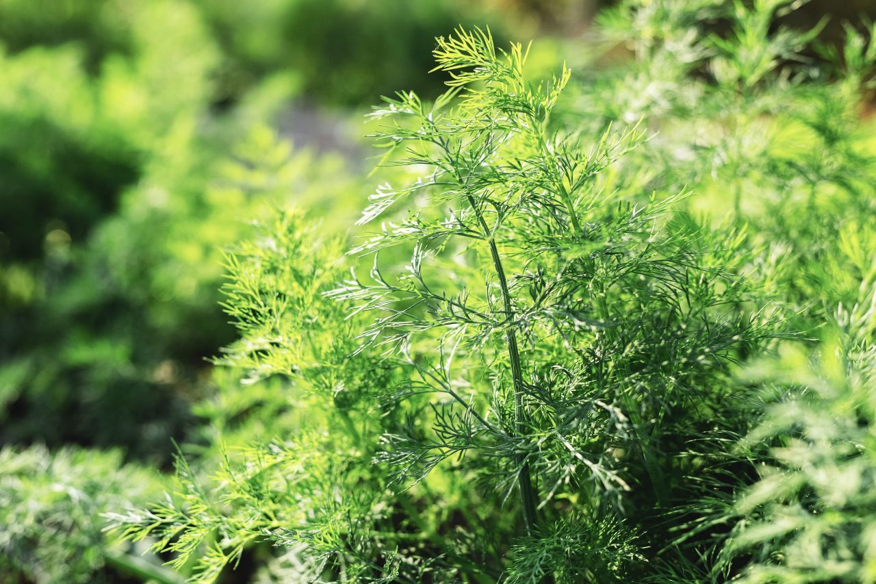 Dill | Pflanzenart: mediterrane, ein- oder zweijährige Pflanze | Standort: Sonnig bis Halbschatten | Ernte: Blätter und Samen nach Bedarf ernten | Vermehrung: Samen oder Aussaat