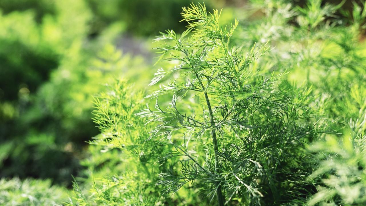 Dill | Pflanzenart: mediterrane, ein- oder zweijährige Pflanze | Standort: Sonnig bis Halbschatten | Ernte: Blätter und Samen nach Bedarf ernten | Vermehrung: Samen oder Aussaat